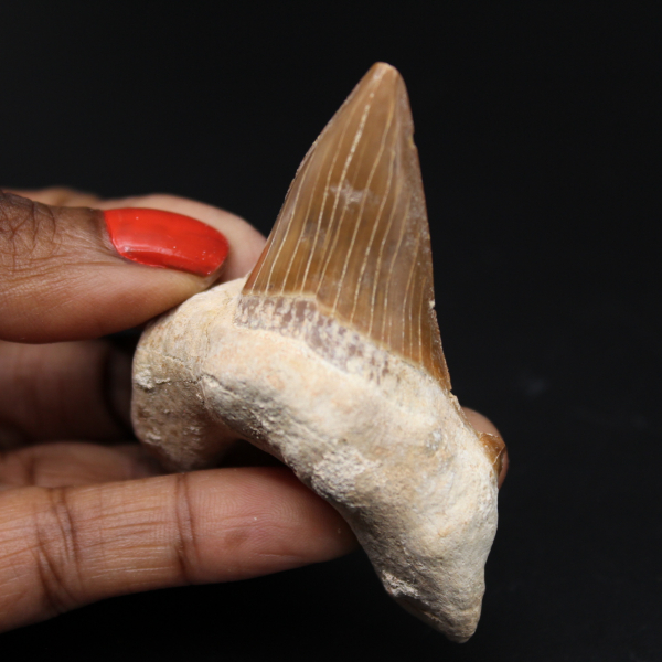 Espécimen de diente fósil de tiburón