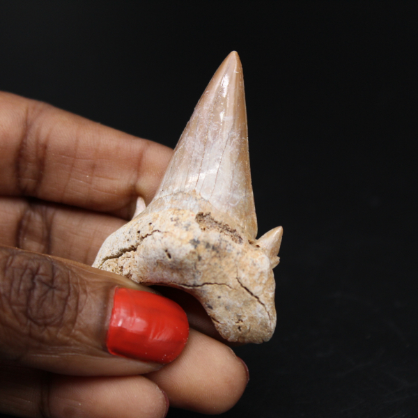 Espécimen fósil de diente de tiburón