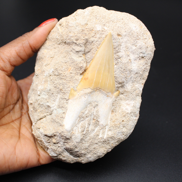 Espécimen fósil de diente de tiburón en matriz
