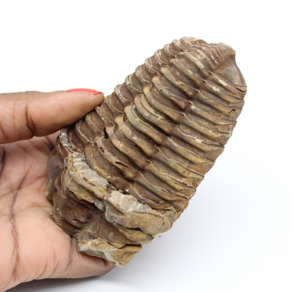 Trilobite fósil