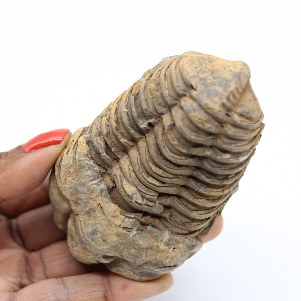 Trilobite marroquí fosilizado
