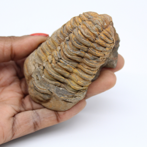 Trilobites fosilizados de Marruecos