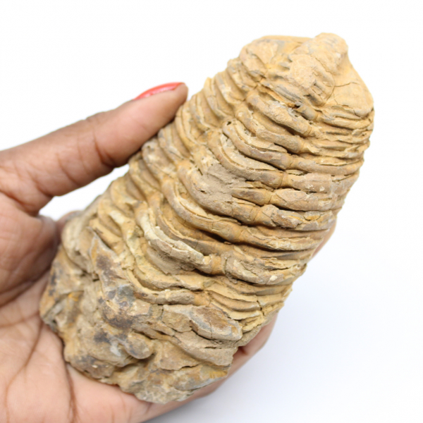 Trilobite fósil