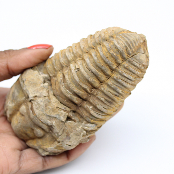 Trilobite fósil de Marruecos