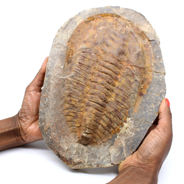 Gran fósil de trilobites de Marruecos
