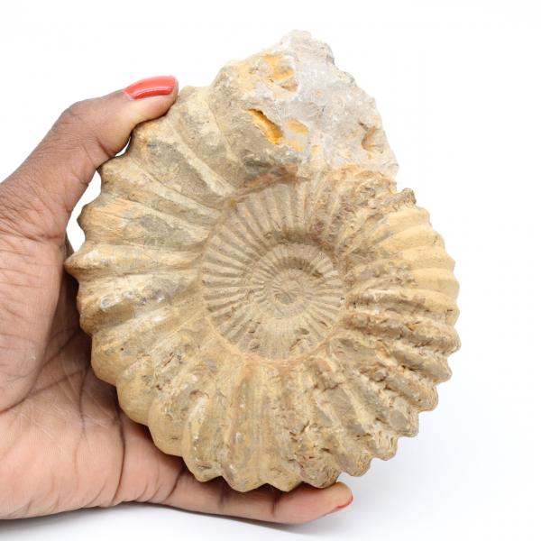 Fosilización de ammonites marroquíes