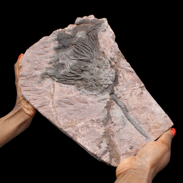 Crinoideo fosilizado, lirio de mar, de Marruecos