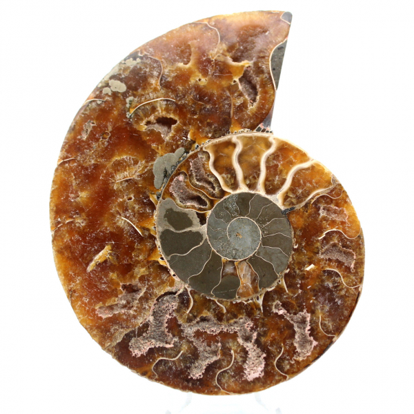 Amonita fósil de Madagascar