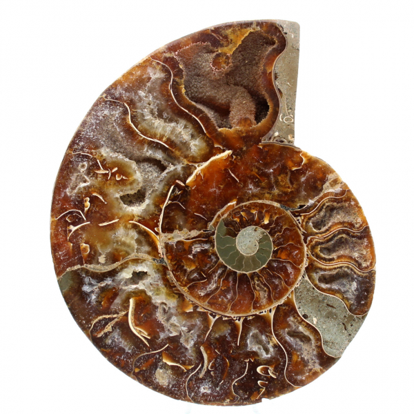 Amonita fósil de Madagascar
