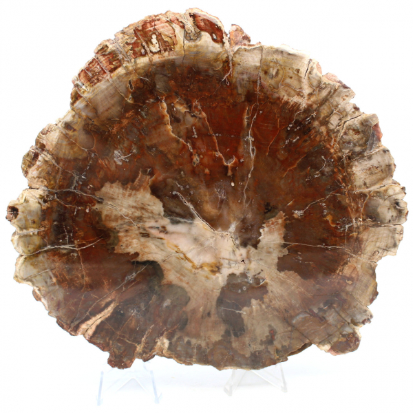 Rebanada de madera natural fosilizada