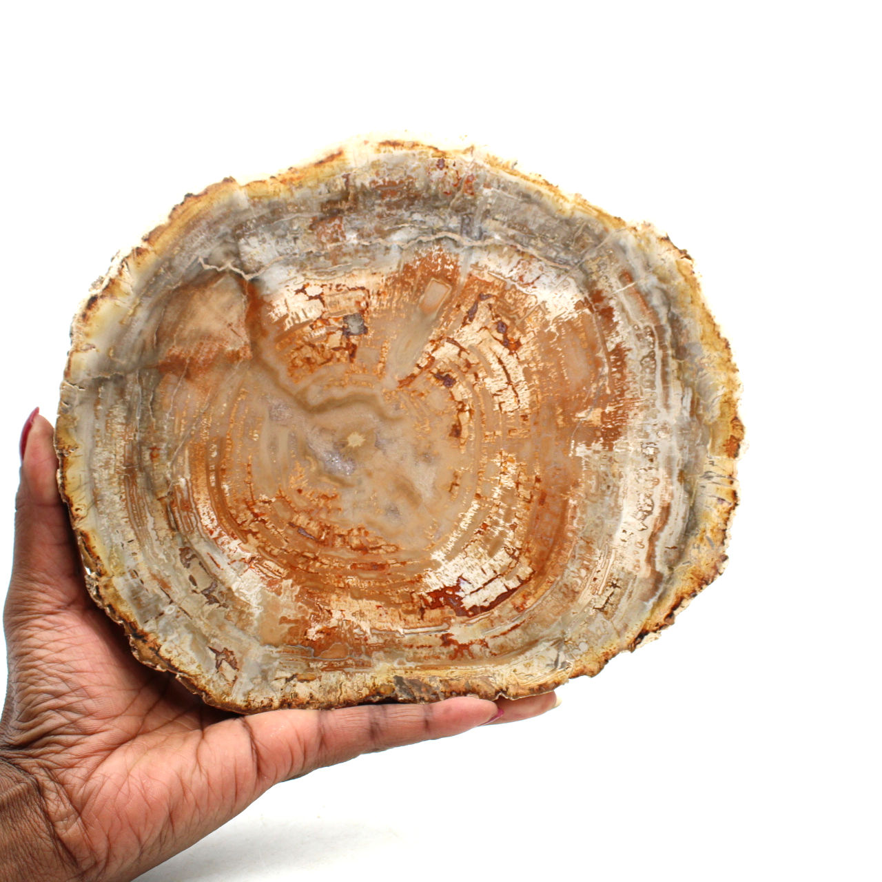 Madera silicificada pulida de madagascar