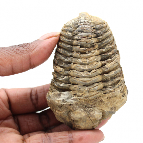 Trilobites de Marruecos