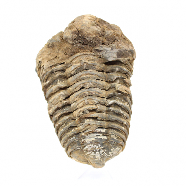 Trilobites de Marruecos