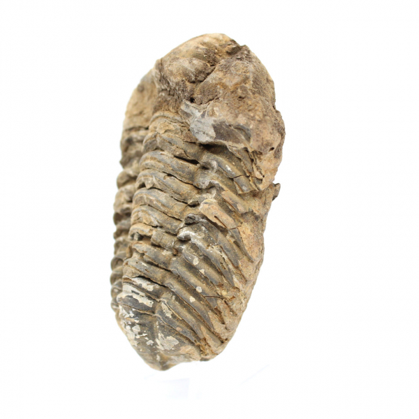 Trilobites de Marruecos