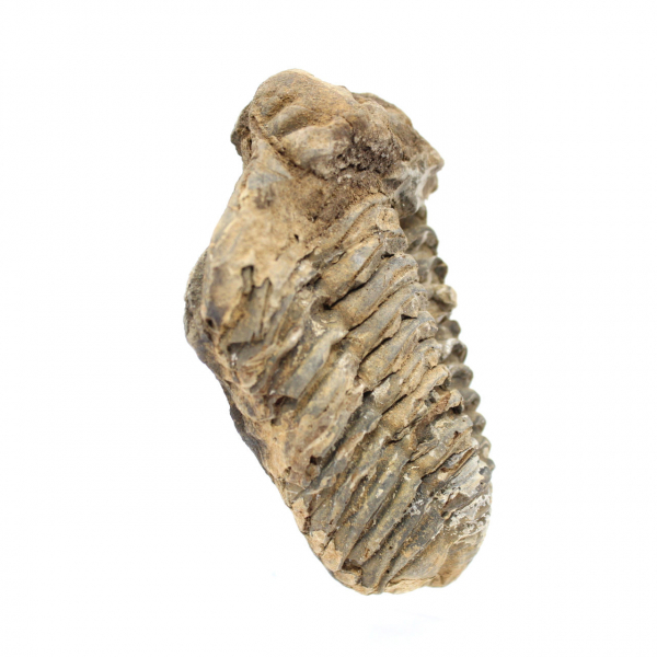 Trilobites de Marruecos