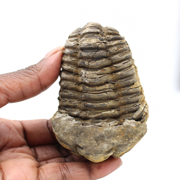 Trilobites fósiles