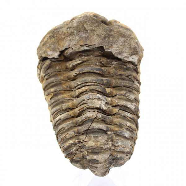 Trilobites fósiles