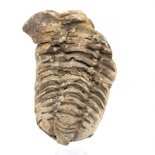 Trilobites fósiles de Marruecos