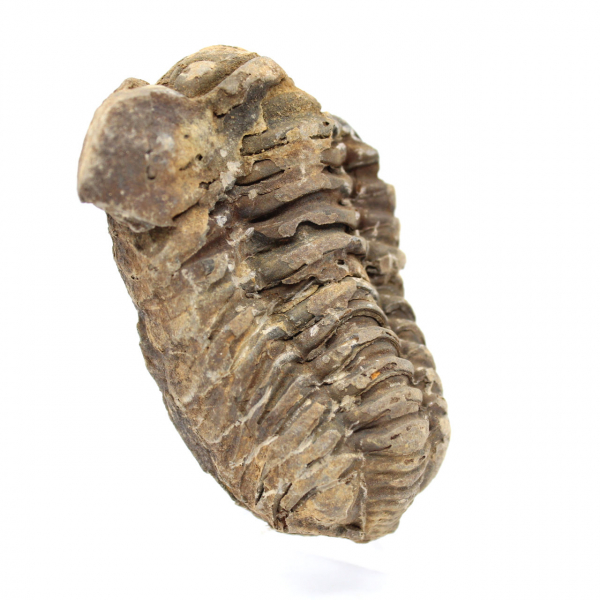 Trilobites fósiles de Marruecos