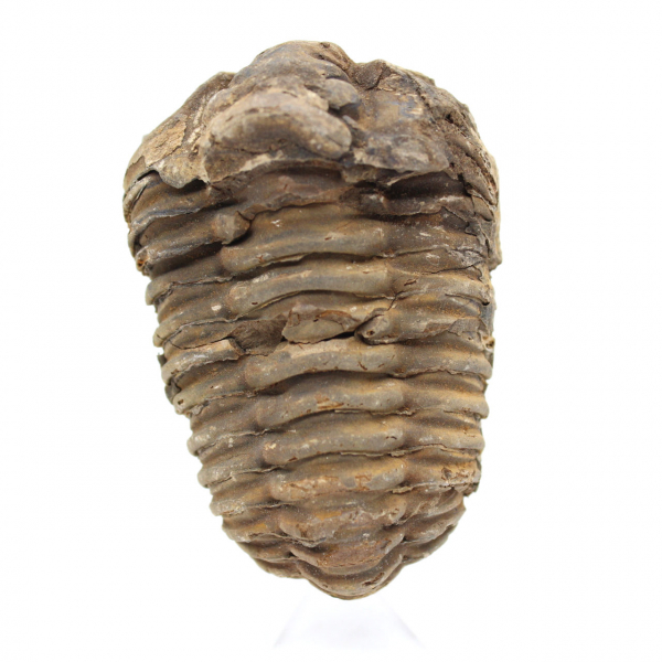 Trilobites crudos