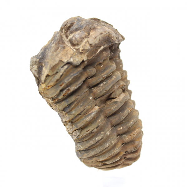 Trilobites crudos