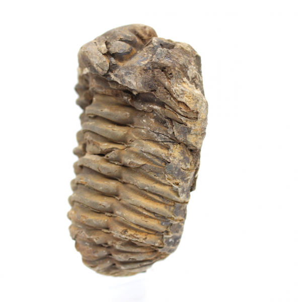 Trilobites crudos