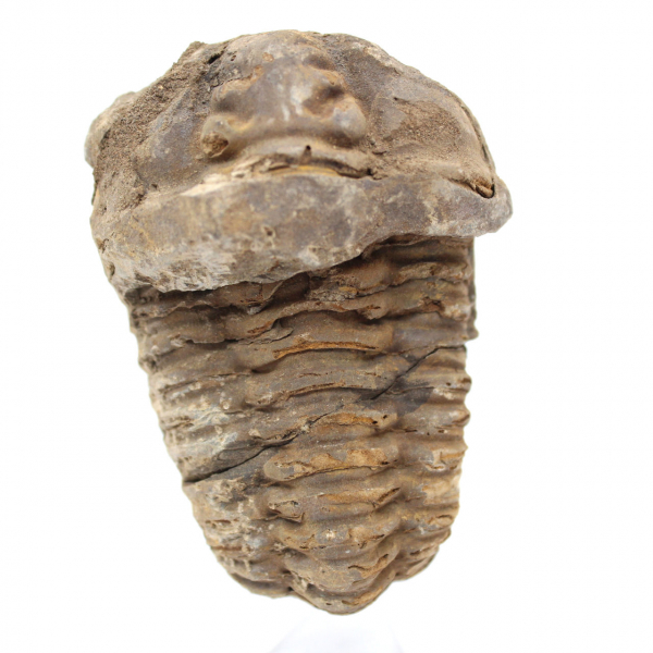 Trilobites fósiles crudos