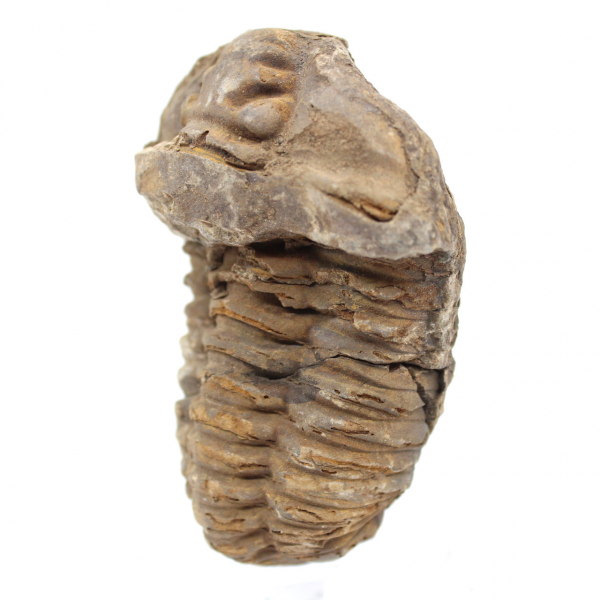 Trilobites fósiles crudos