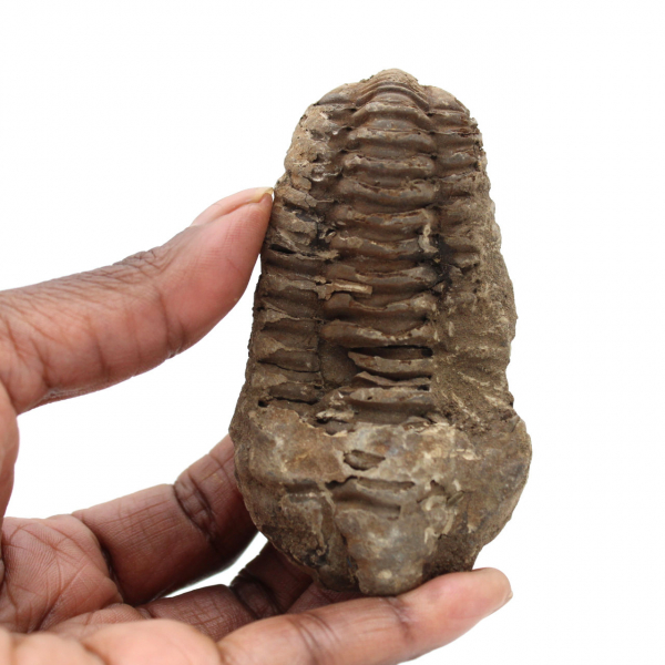 Trilobites de Marruecos