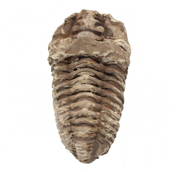 trilobites