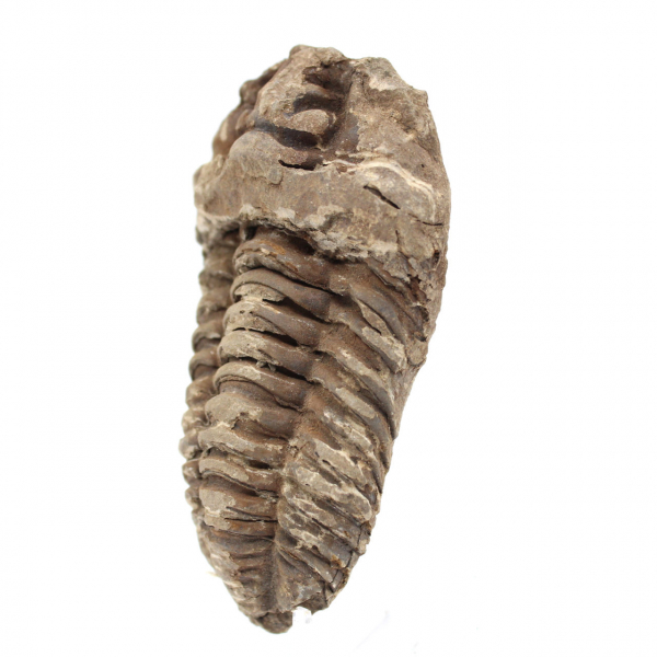 trilobites