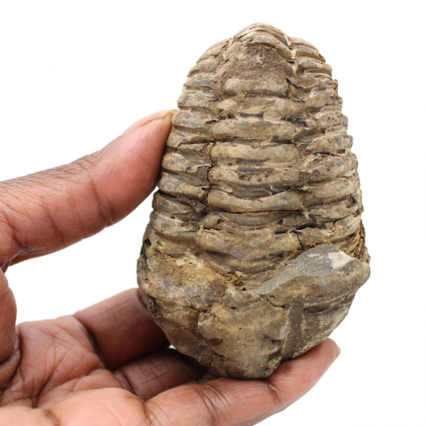 Trilobites de Marruecos