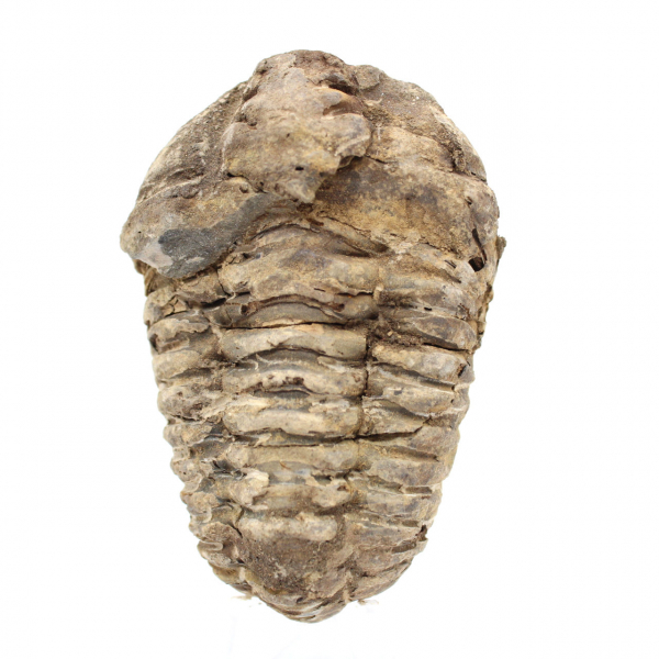 Trilobites de Marruecos