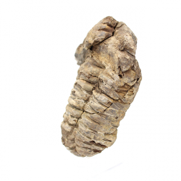 Trilobites de Marruecos