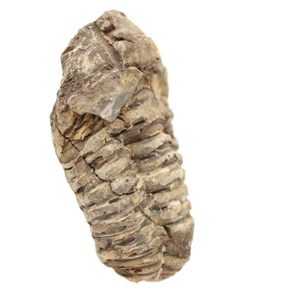 Trilobites de Marruecos