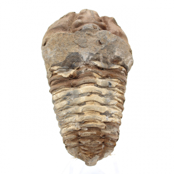 Trilobites fósiles