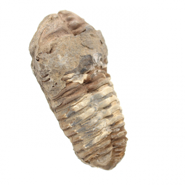 Trilobites fósiles