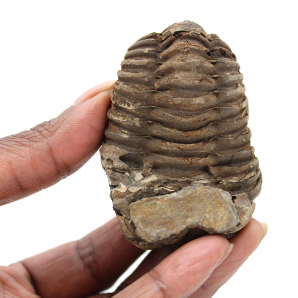 Trilobites fósil Marruecos