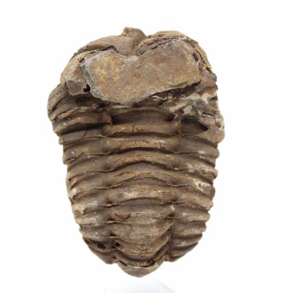 Trilobites fósil Marruecos