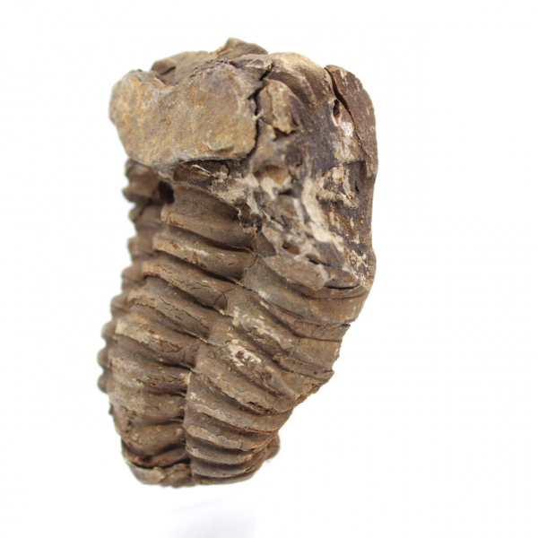 Trilobites fósil Marruecos