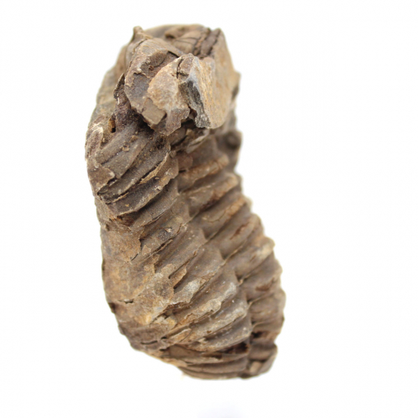 Trilobites fósil Marruecos