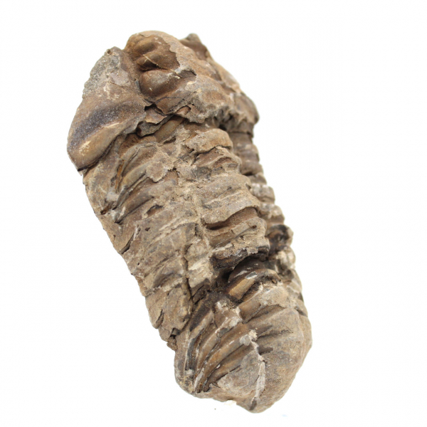 Fósil de trilobites de Marruecos