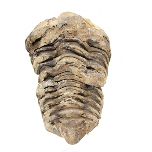 Fósil de trilobites Marruecos