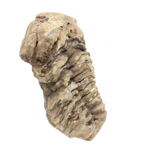 Fósil de trilobites Marruecos