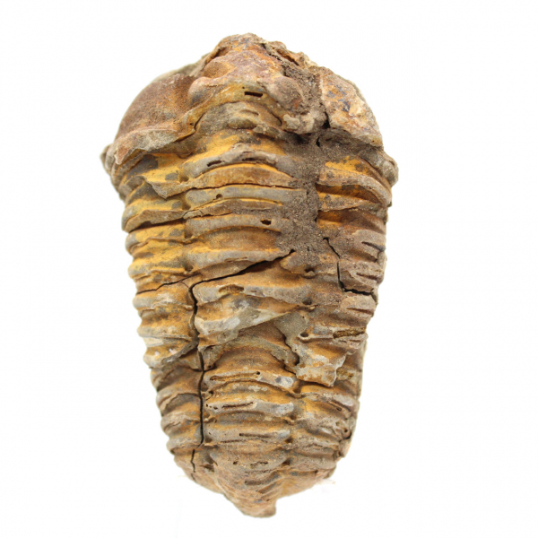 Trilobites fósiles crudos