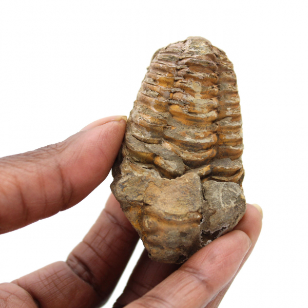 Trilobites crudos de Marruecos