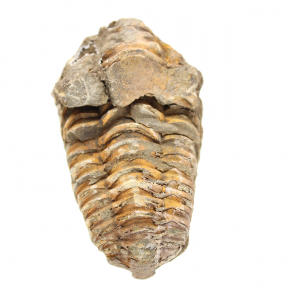 Trilobites crudos de Marruecos