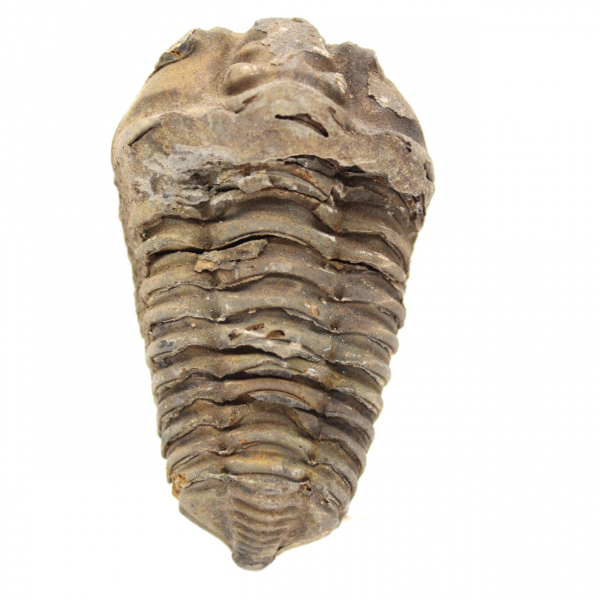 trilobites