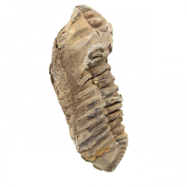 trilobites