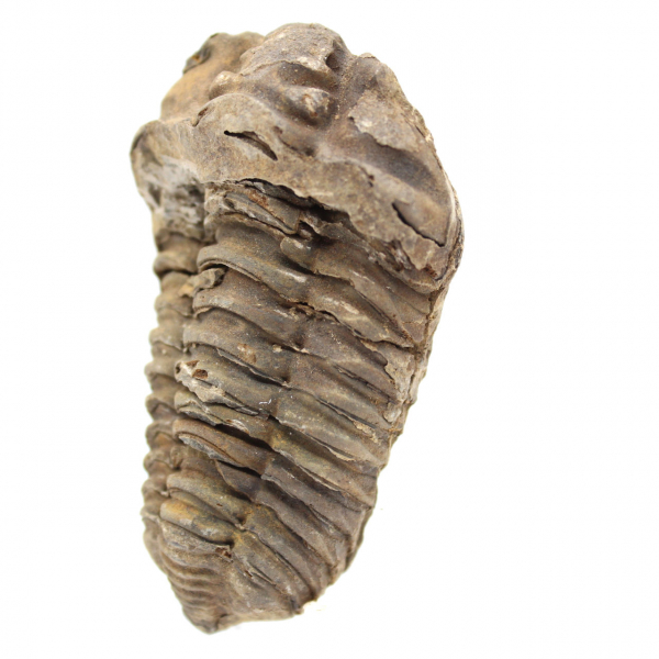 trilobites